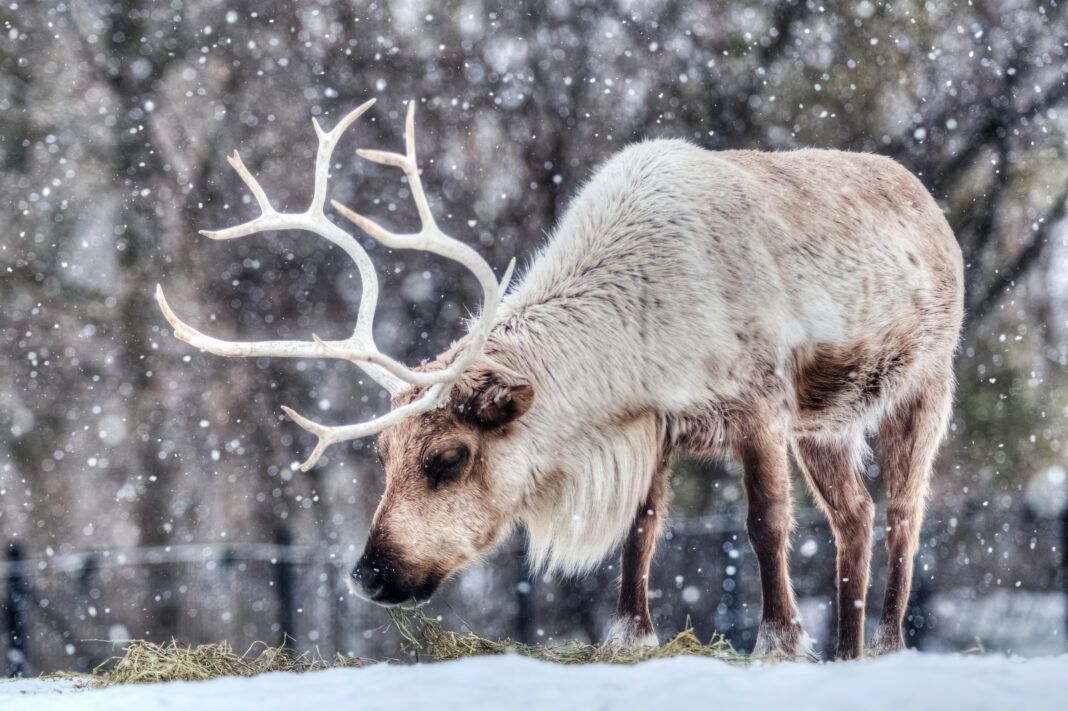 caribou in canada during the winter time