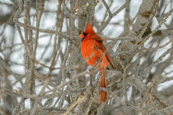 Male Northern Cardinal at Iain Nicolson Audubon Center at Rowe Sanctuary, Gibbon, Nebraska