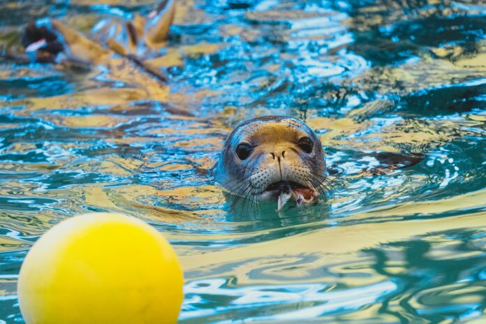hawaiian monk seal