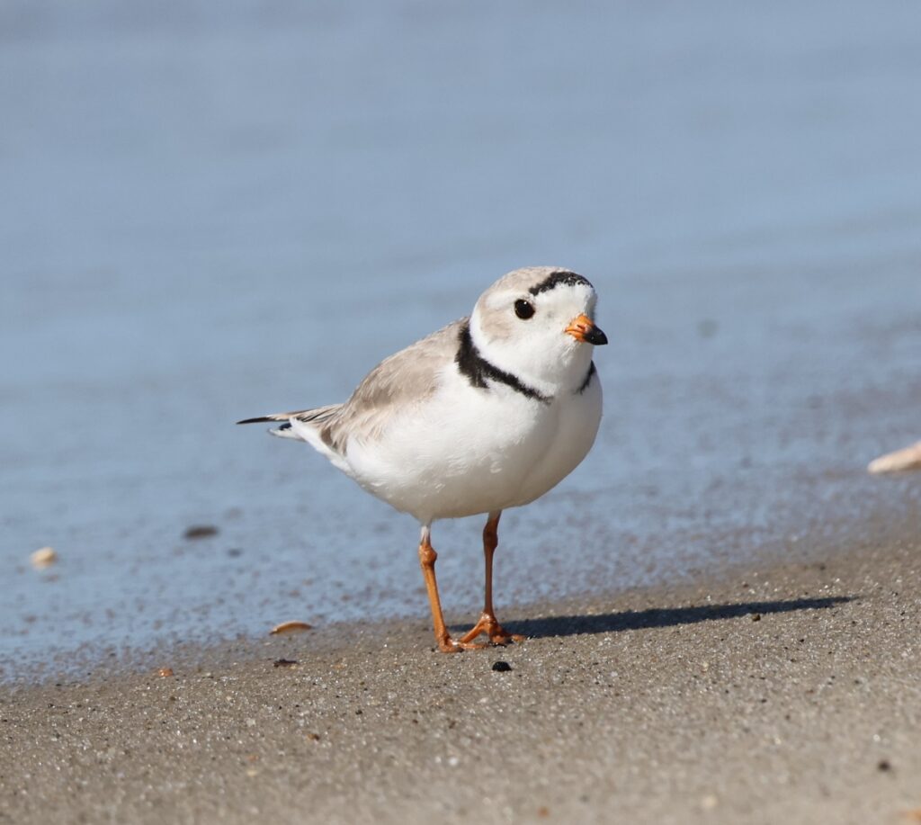 piping plover