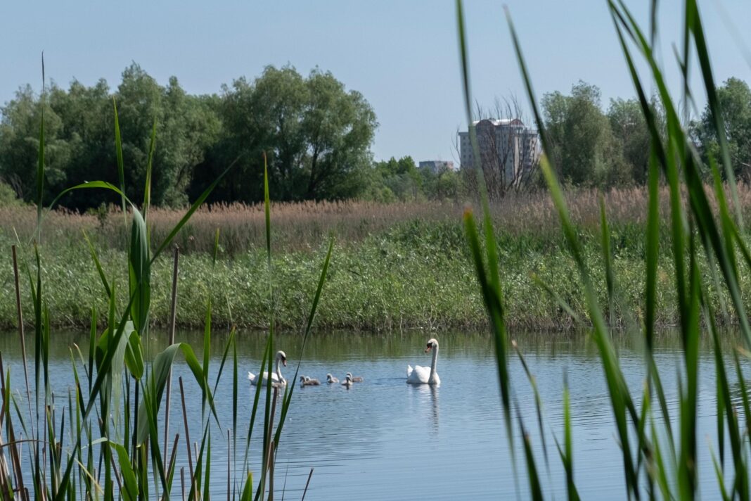 swans swim in a lark at the Văcărești Delta