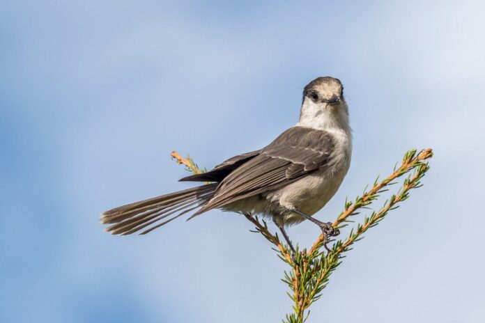 whiskey jack bird perched on top of tree