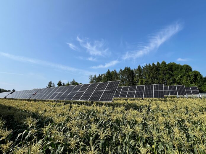 corn growing under solar panels on a farm