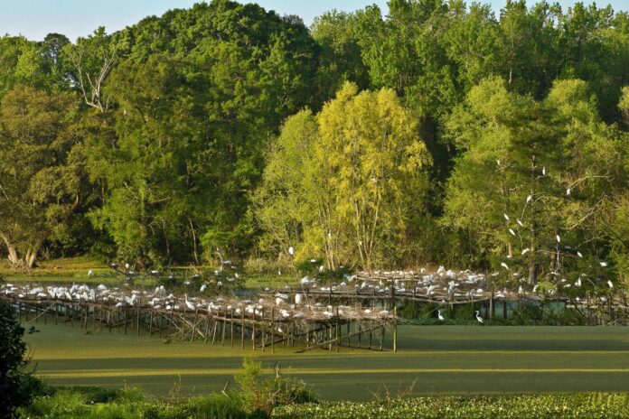 bird city in Jungle Gardens