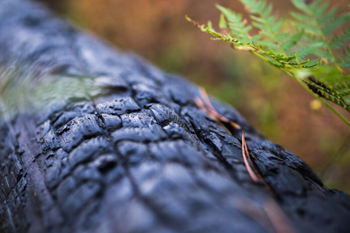 Charred tree in the forest. Autumn time. Burnt bark