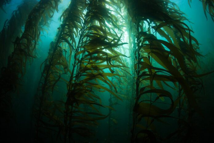 kelp forest under water