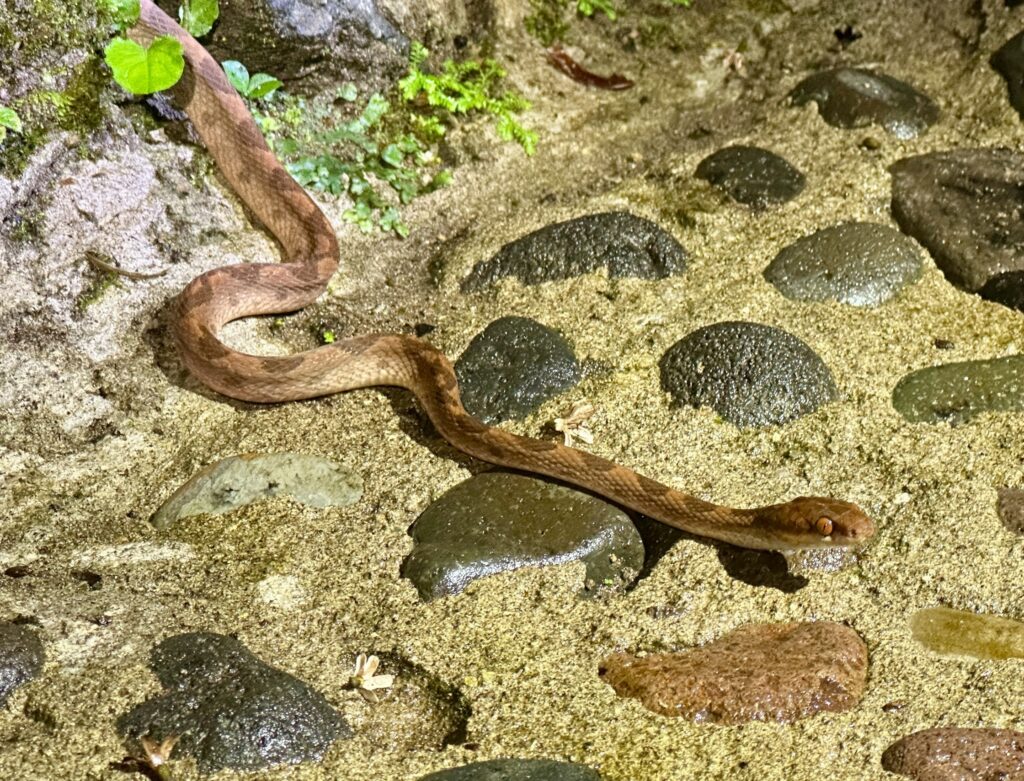 a snake crossing the road
