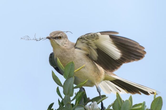 male Northern Mockingbird