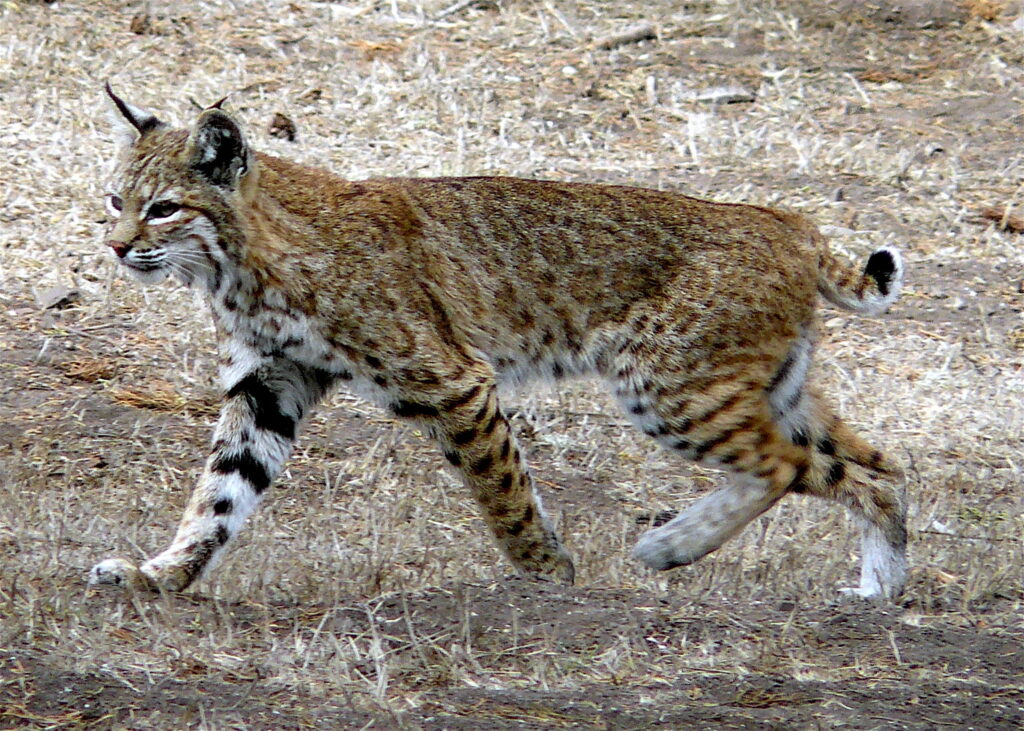 bobcat walking