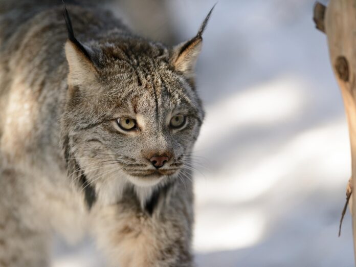 canada lynx walking