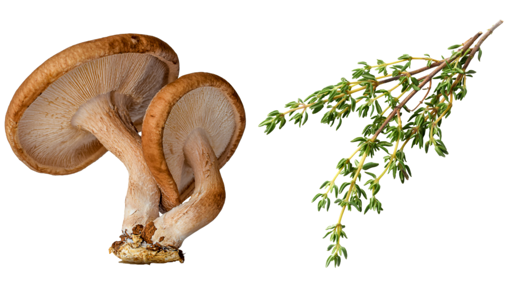 mushrooms and thyme