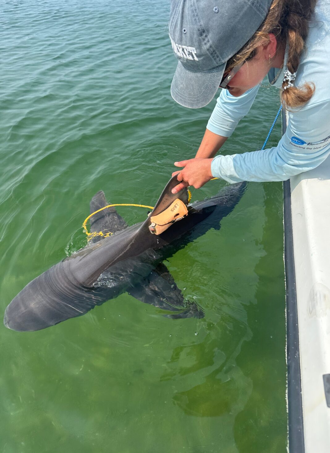 a woman attaches a tag to a shark's fin