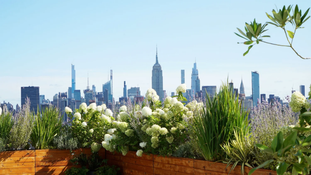 hydrangeas growing on a garden roof