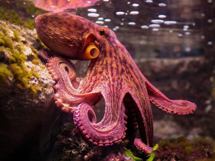 vibrant octopus resting on a rock underwater, showcasing its vivid colors