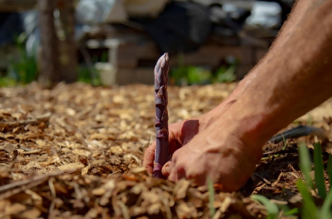 hands planting a plant into soil