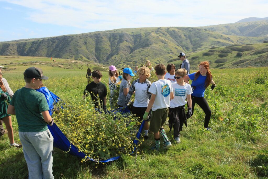 a group of student volunteers removing invasive species at Cavern Point