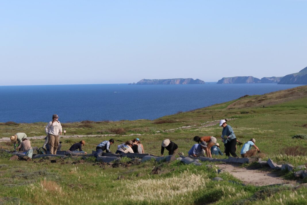 volunteers clear weeds and plant seeding at channel islands national park