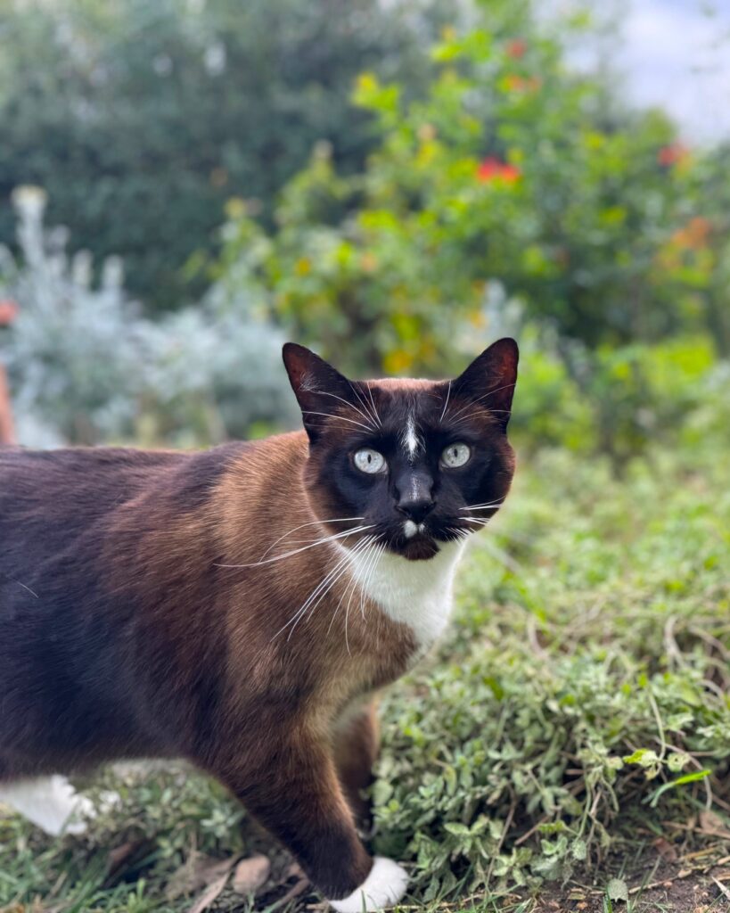 a cat in a garden