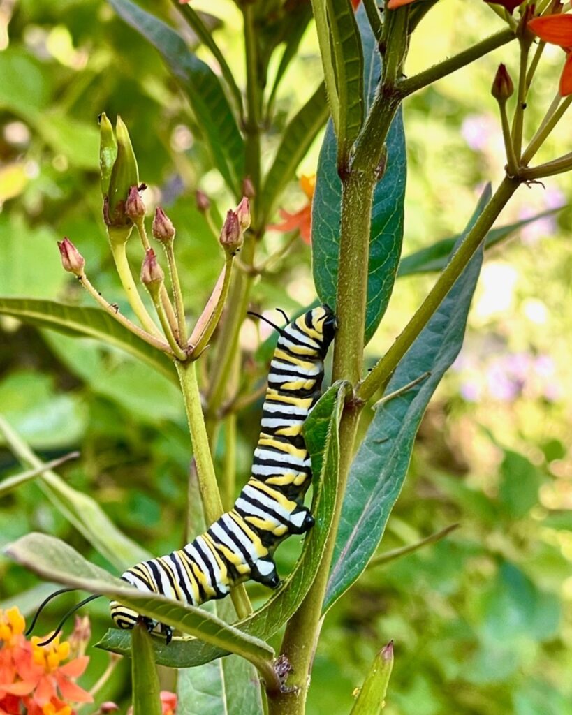 a monarch butterfly climbs up a tropical milkweed