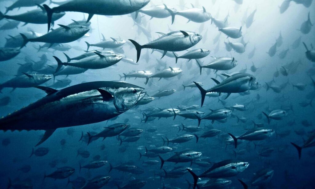 a school of tuna fish