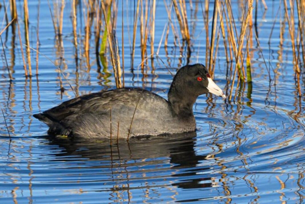 the american coot in water