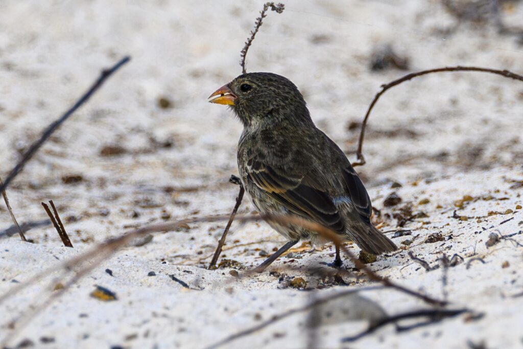 small ground finch