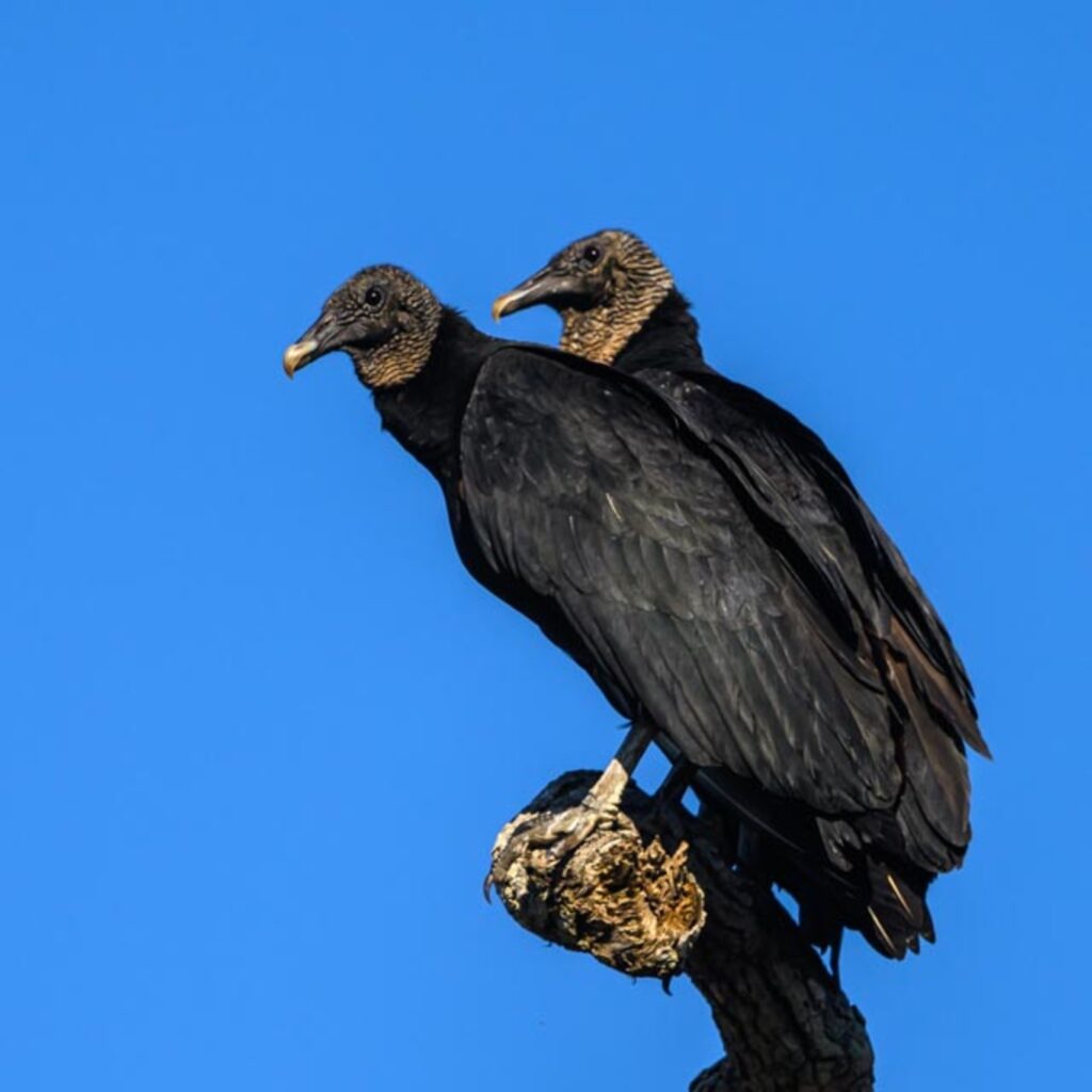 Turkey Vultures: Running on Fumes - Bluedot Living
