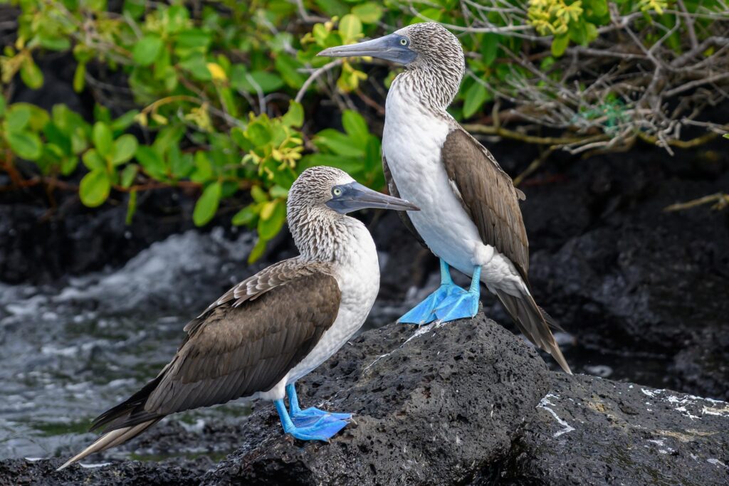 blue-footed boobies