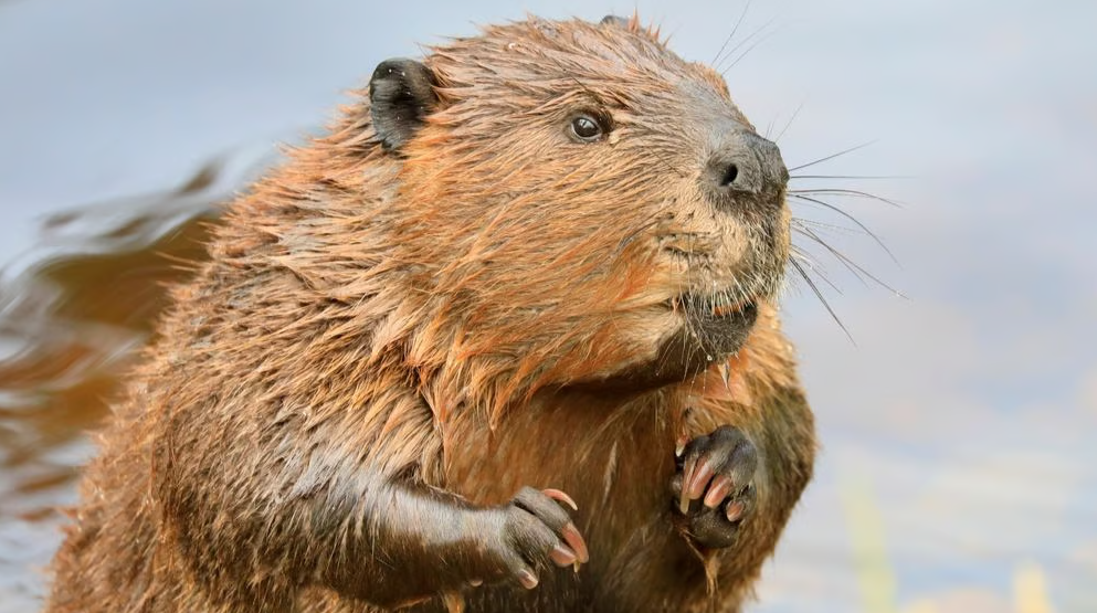 buck-toothed beaver
