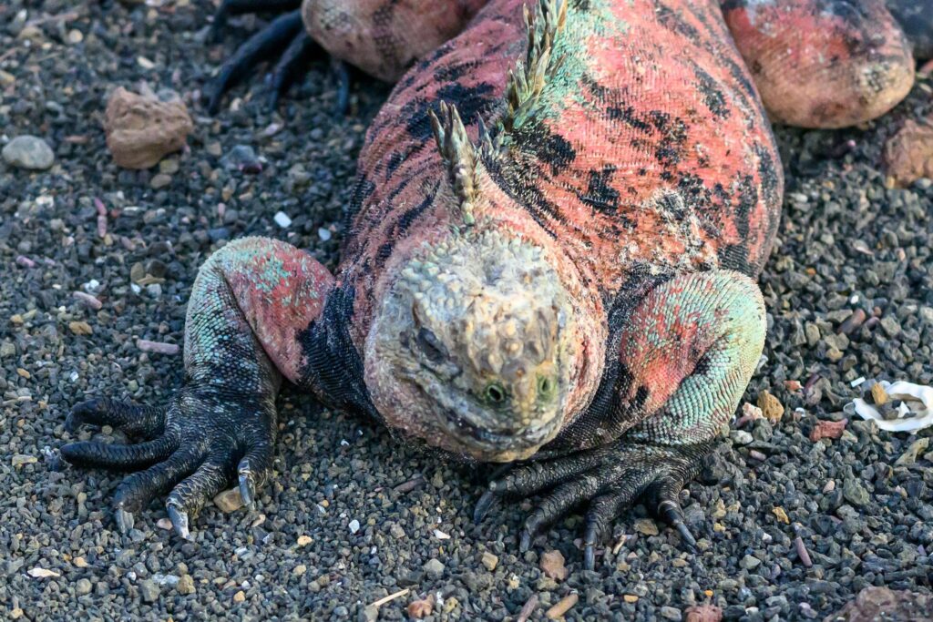marine iguana