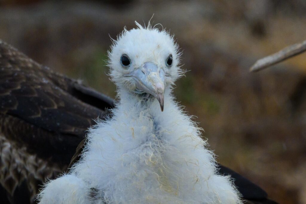 frigatebird chick