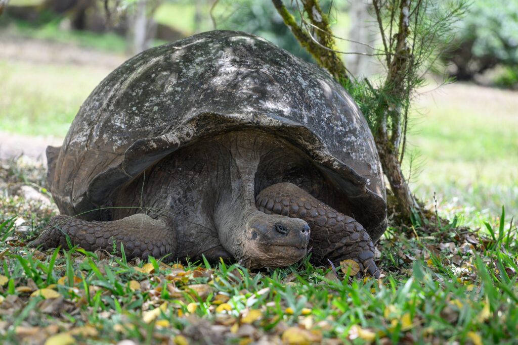 giant tortoise