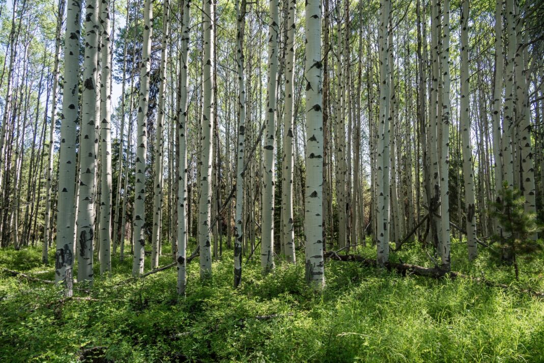a thick grove of aspen trees in the backcountry of glacier national park