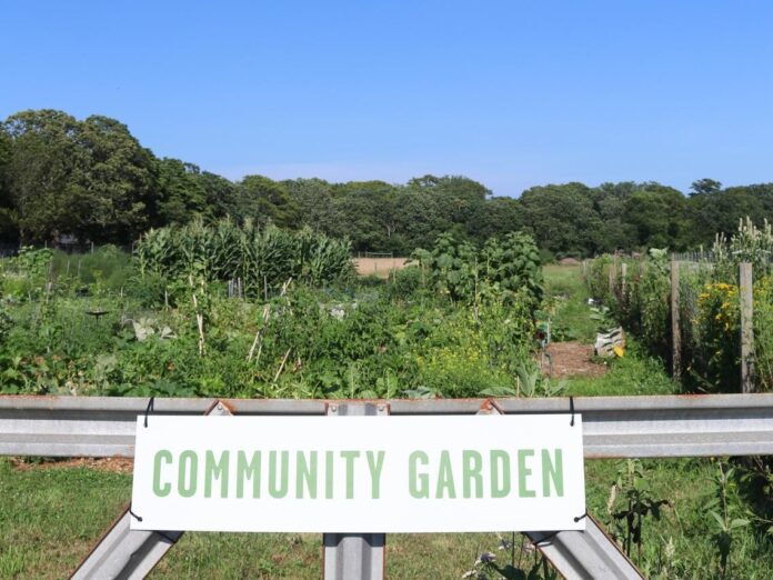island grown initiative's community garden