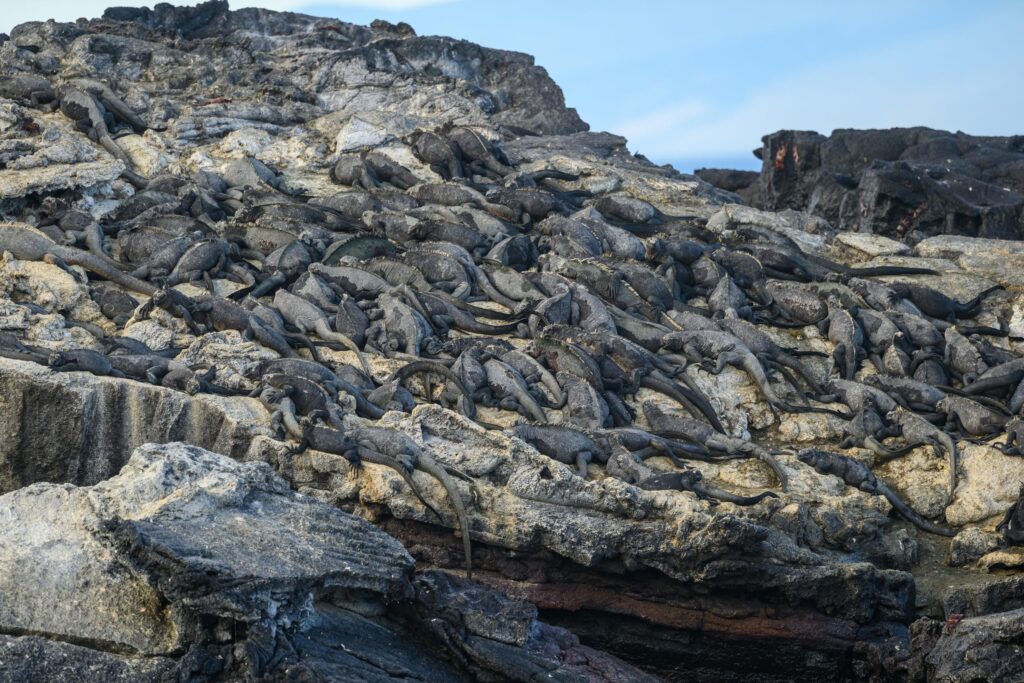 a large group of marine iguanas sunning on a rock