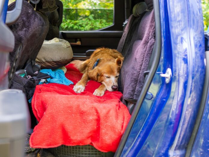 jennie slossberg's dog takes a nap in the car