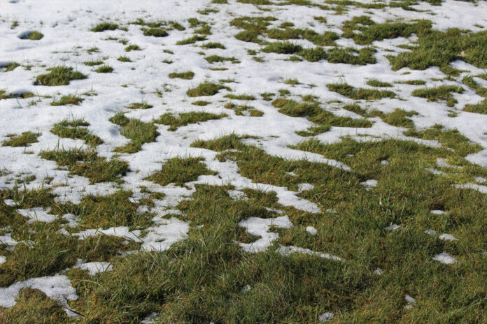 melting snow on a lawn
