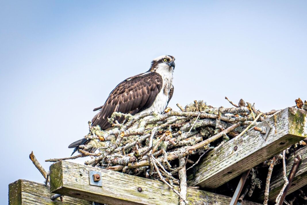 osprey perched on a nesting pole