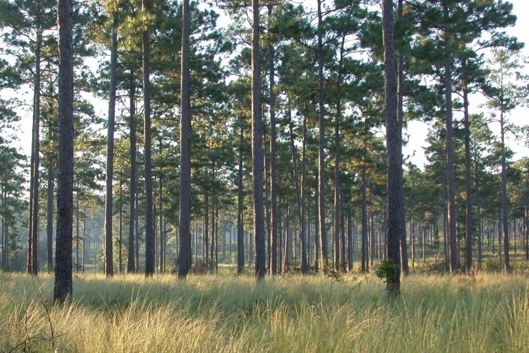 longleaf pine forest