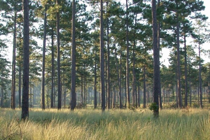 longleaf pine forest