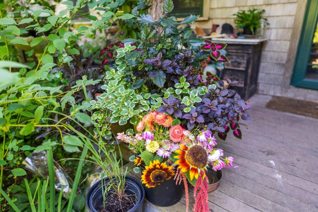potted plants on a front porch