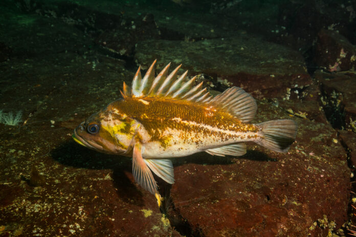 rockfish swims at the ocean bottom