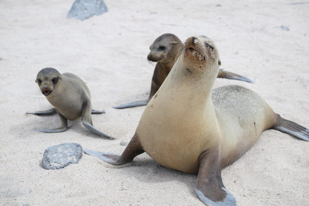 a female sea lion with her pups on the beach