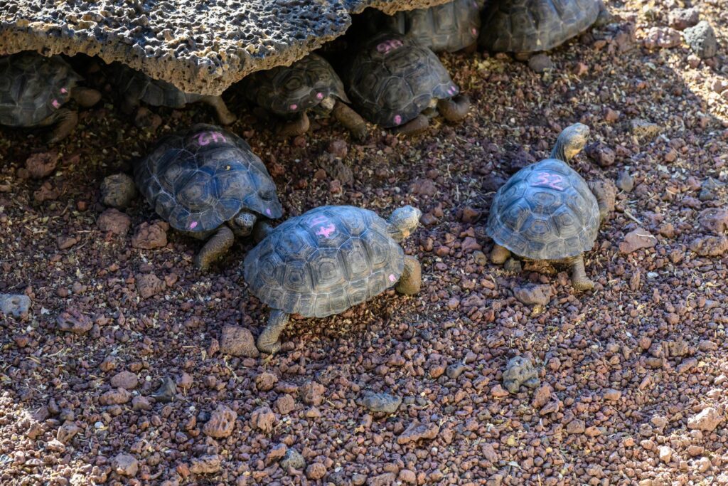 tortoise hatchlings at darwin research center on the galapagos islands