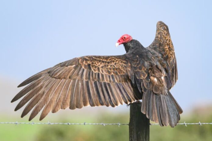 turkey vulture sitting on a post