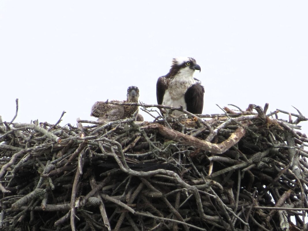 an adult osprey with its chick in a nest