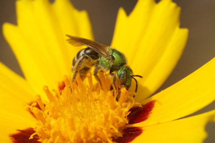 a female sweat bee on a flower