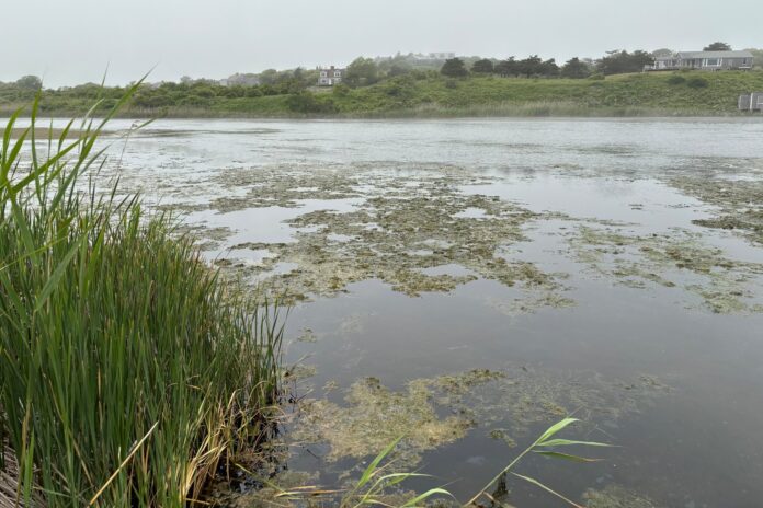 squibnocket pond