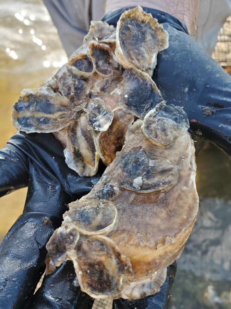 shells