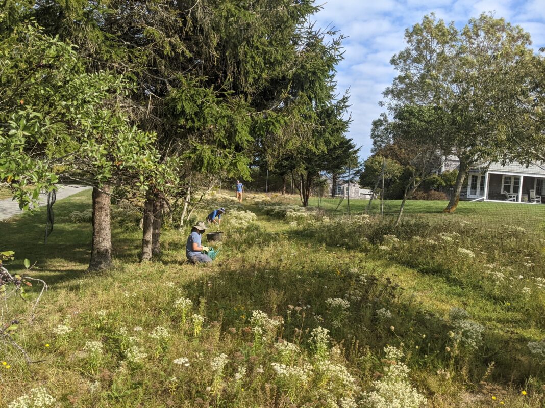 people planting native plants at the nantucket conversation foundation